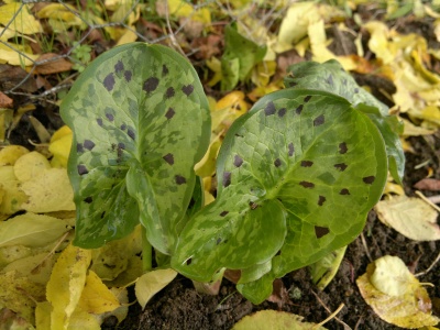 Arum 'Streaked Spectre'